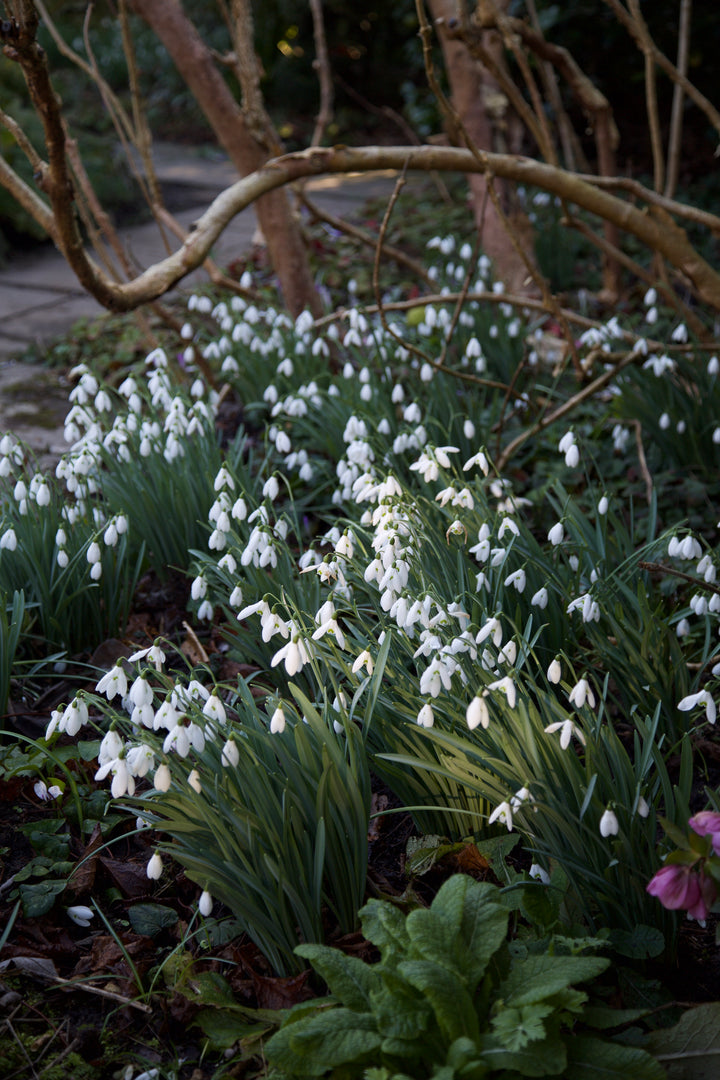 Galanthus 'Atkinsii' AGM