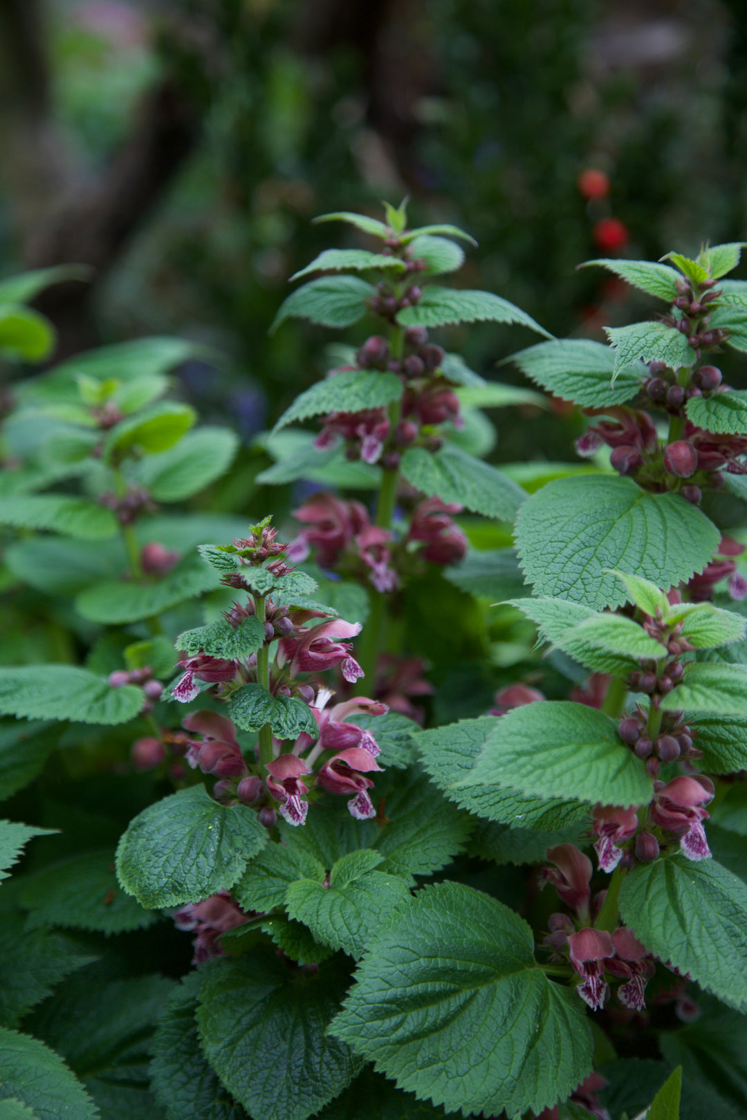 Lamium orvala