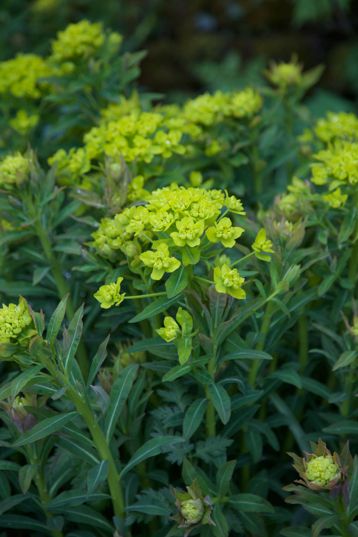 Euphorbia palustris AGM