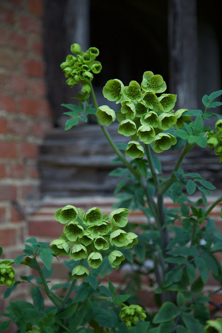 Mathiasella bupleuroides 'Green Dream'