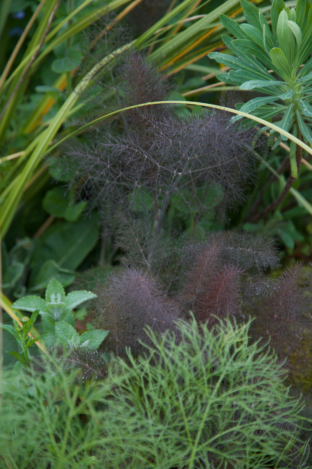 Foeniculum vulgare 'Purpureum'