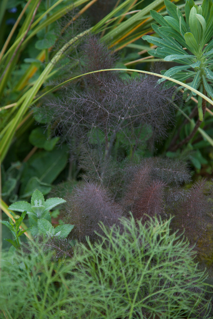 Foeniculum vulgare 'Purpureum'