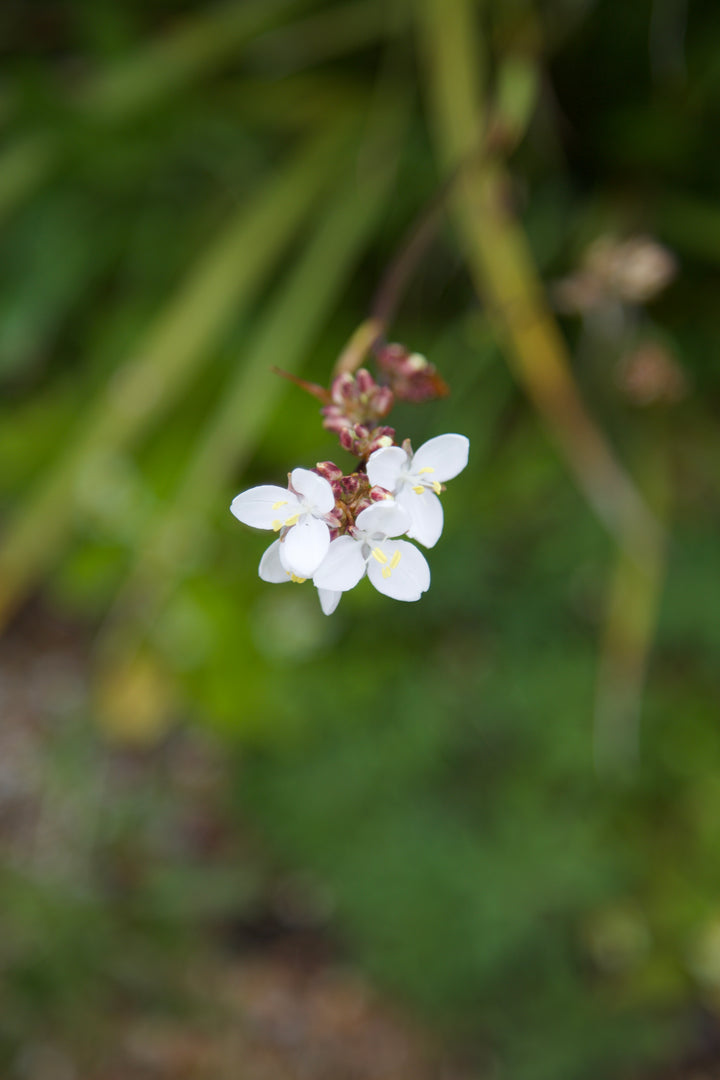 Libertia grandiflora