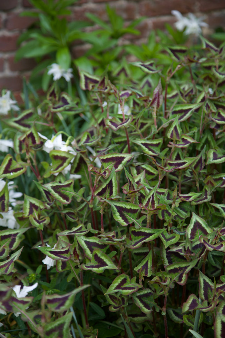 Persicaria runcinata 'Purple Fantasy'