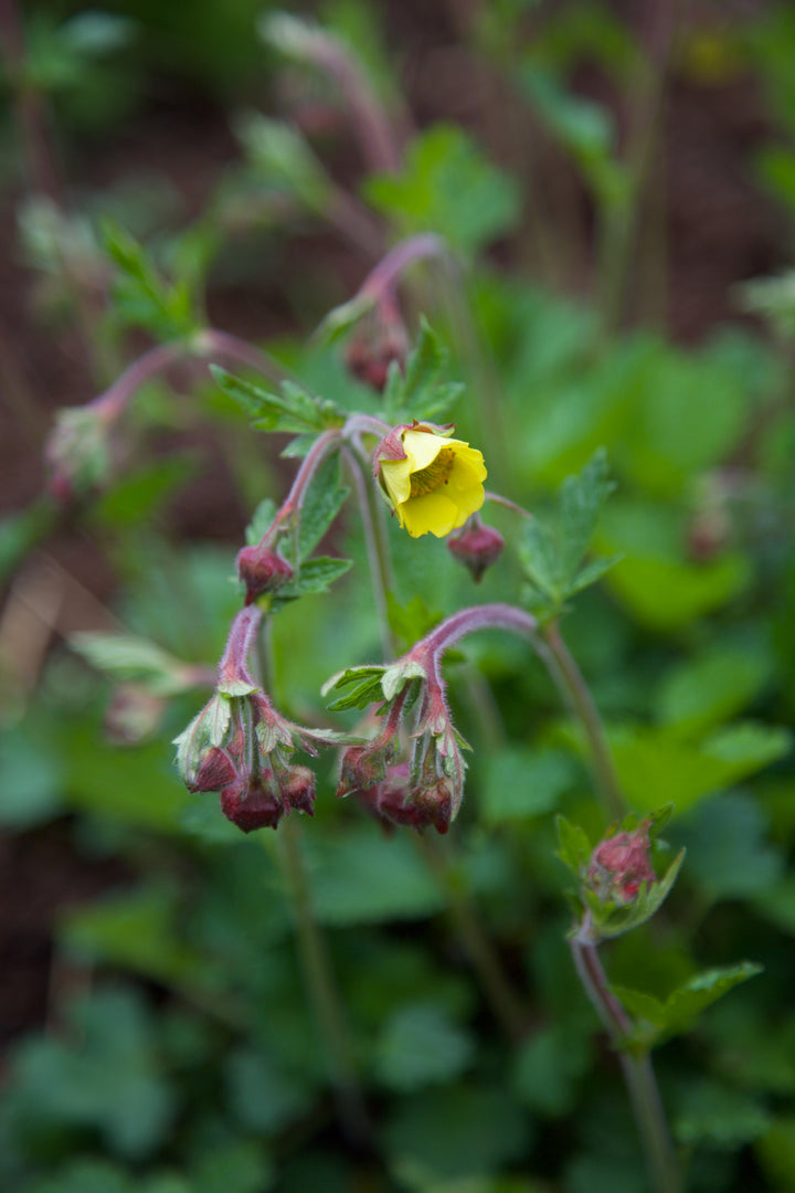 Geum 'Herterton Primrose'