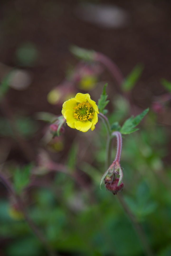 Geum 'Herterton Primrose'