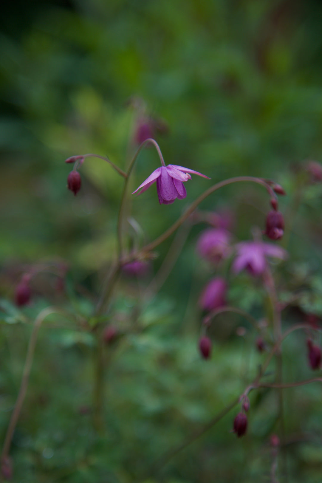 Semiaquilegia ecalcarata