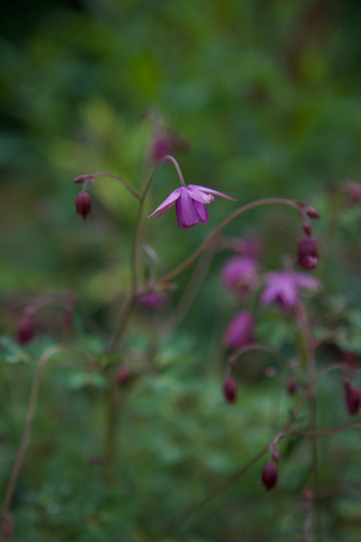 Semiaquilegia ecalcarata