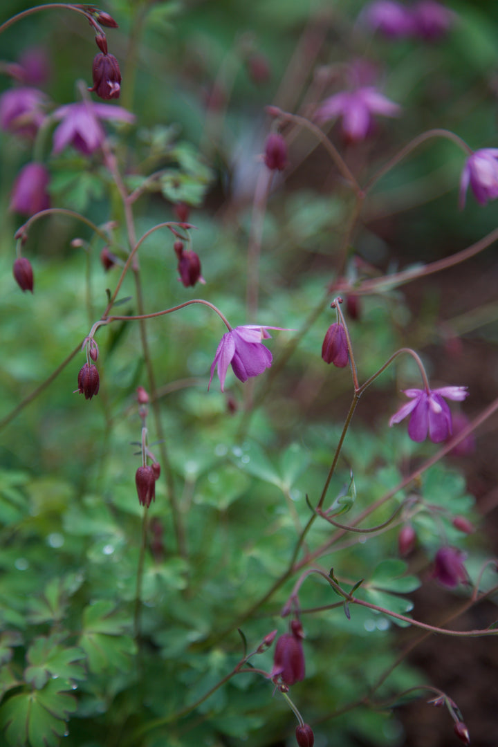 Semiaquilegia ecalcarata