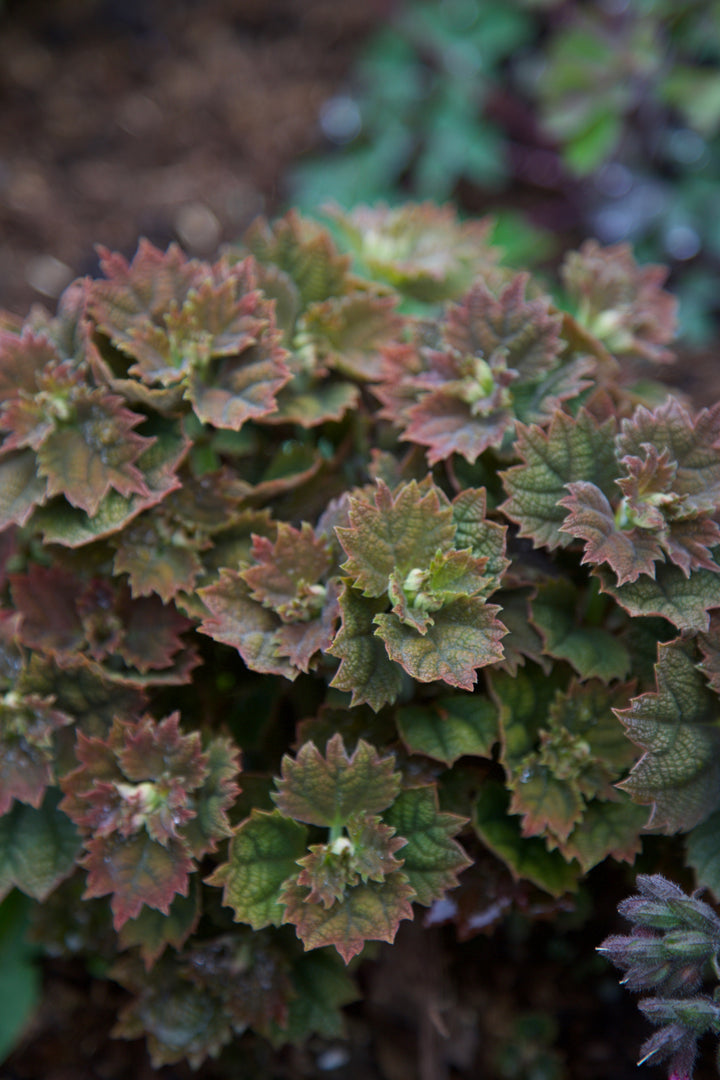 Boehmeria platanifolia