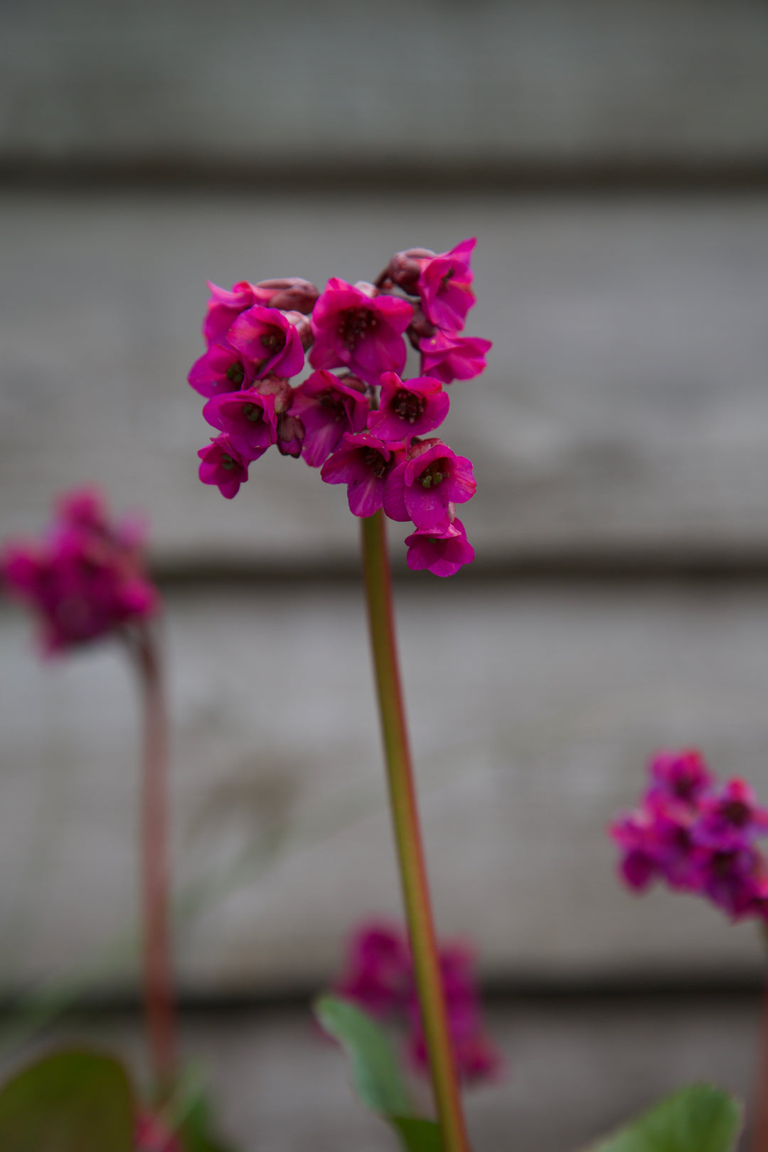 Bergenia 'Overture'