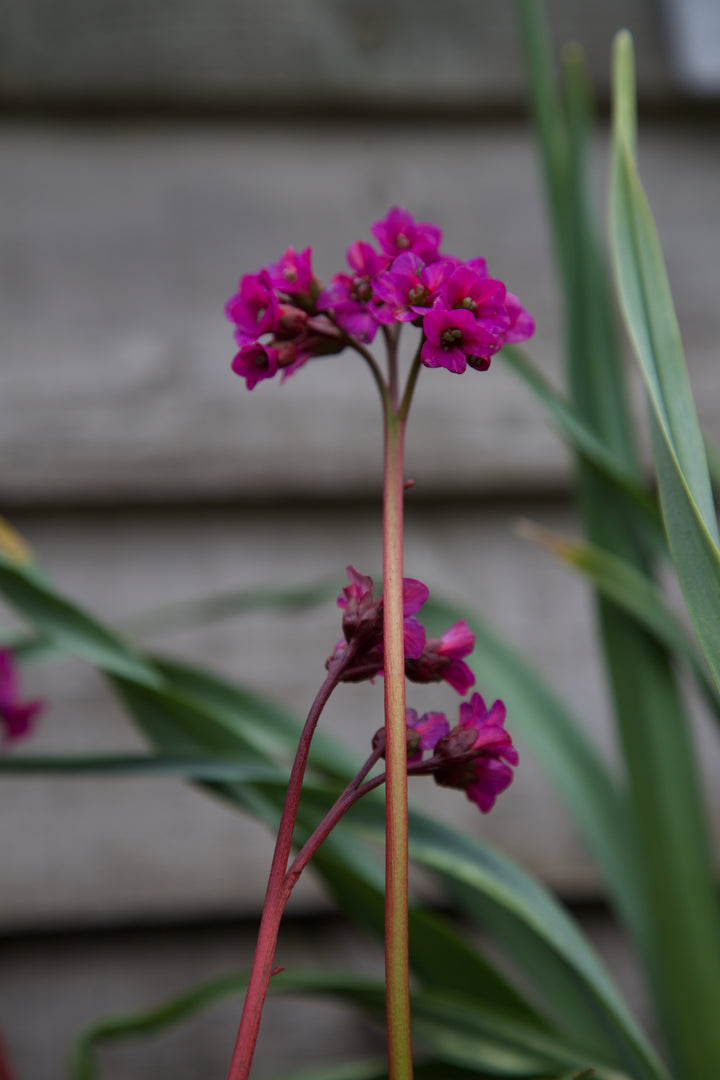 Bergenia 'Overture'
