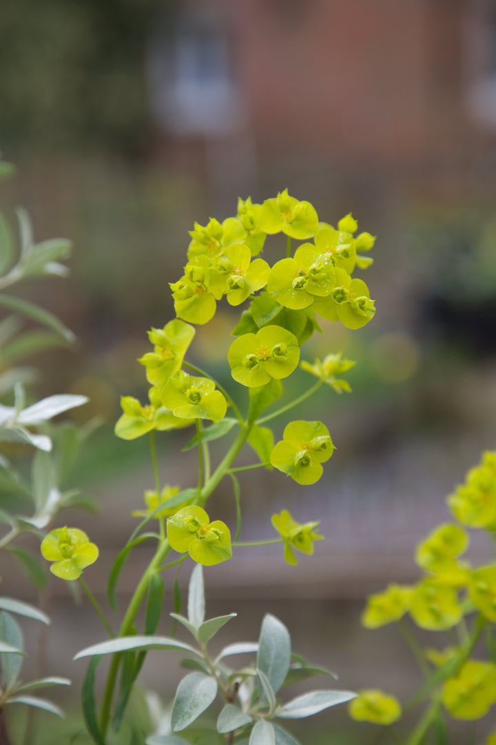 Euphorbia x pseudovirgata