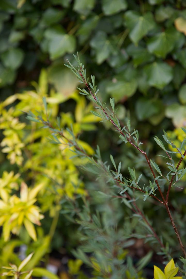 Salix rosmarinifolia