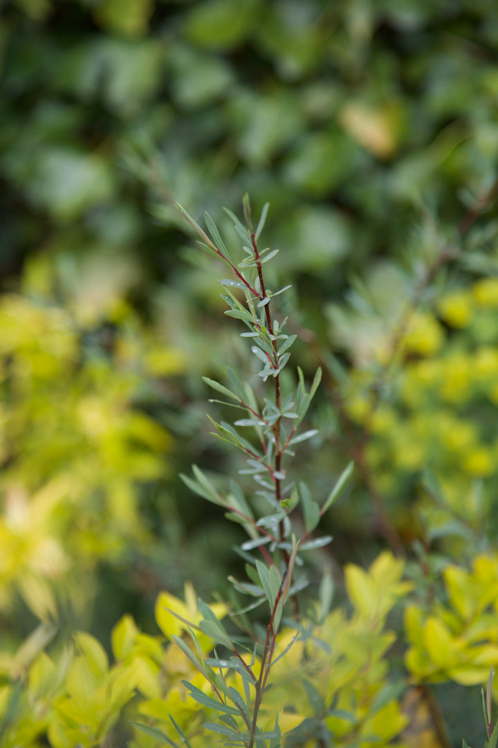 Salix rosmarinifolia