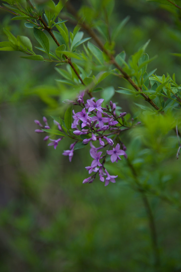 Syringa x laciniata