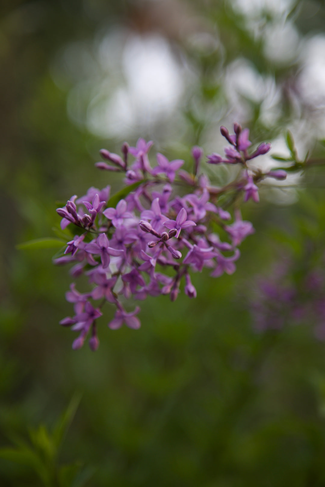Syringa x laciniata