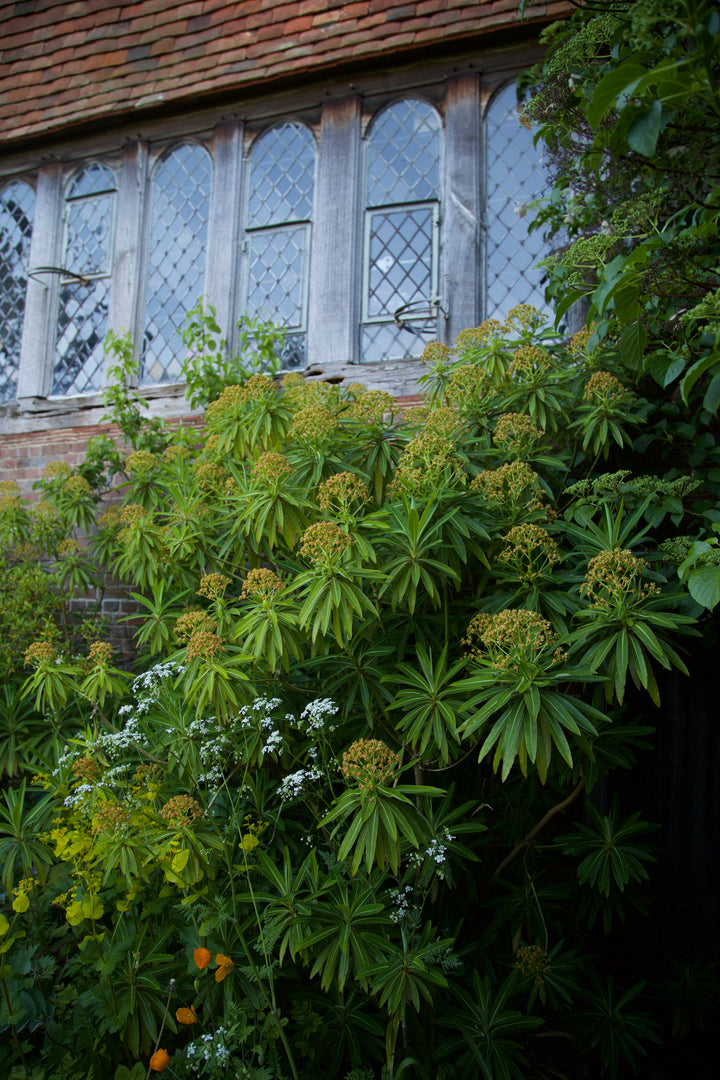 Euphorbia mellifera AGM