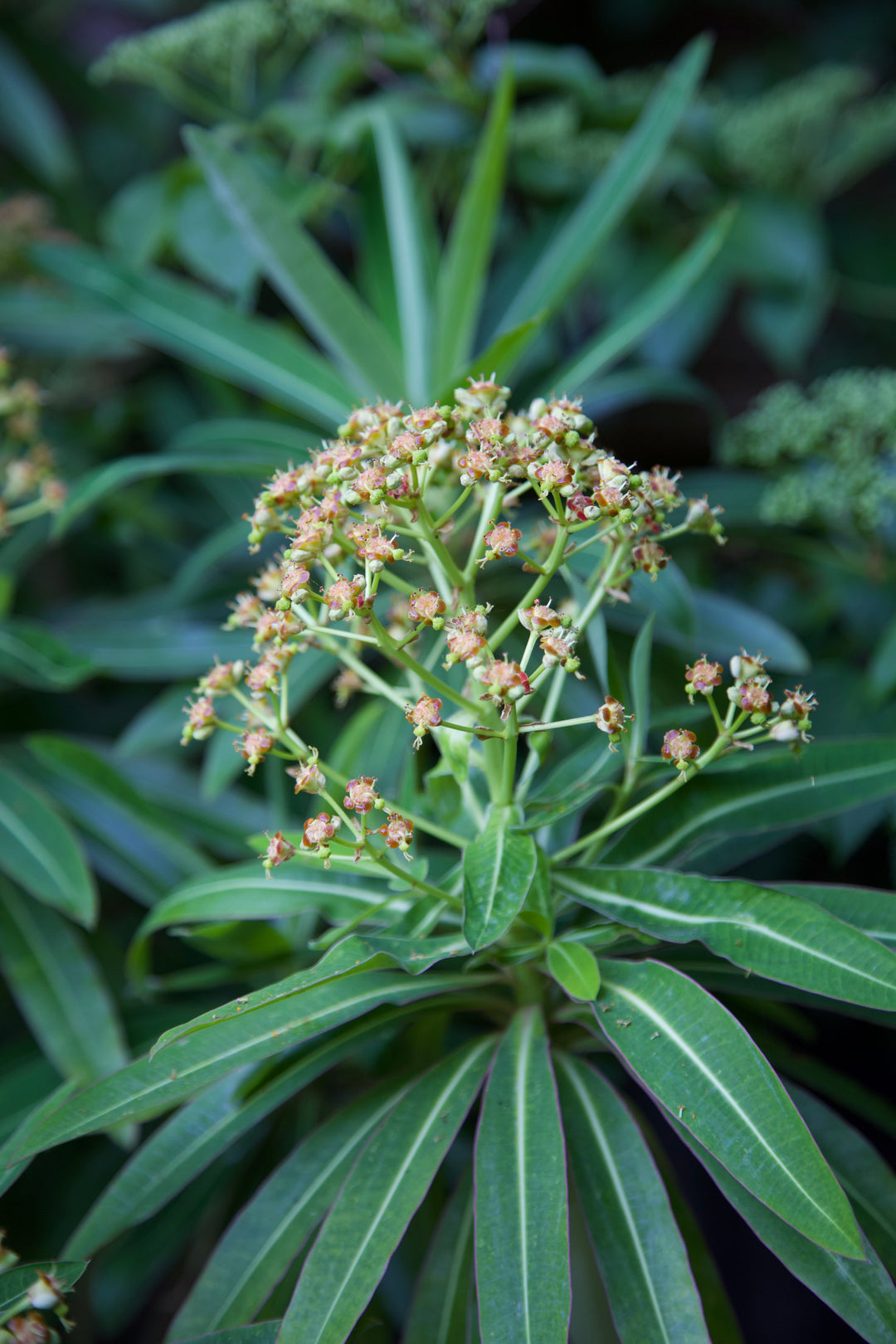 Euphorbia mellifera AGM