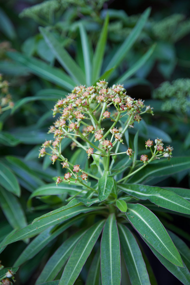Euphorbia mellifera AGM