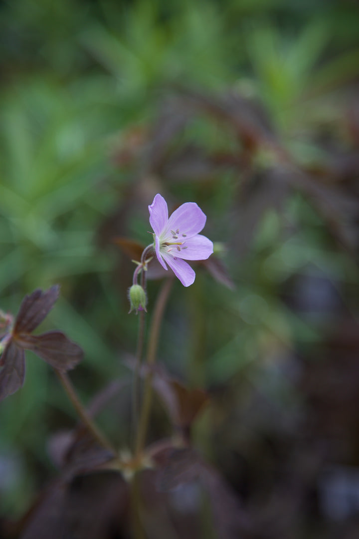 Geranium maculatum 'Elizabeth Ann' AGM