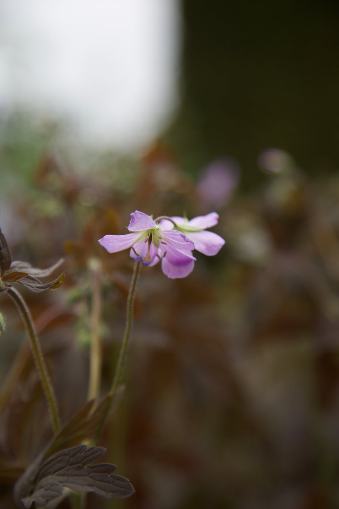 Geranium maculatum 'Elizabeth Ann' AGM