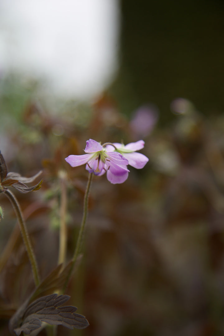 Geranium maculatum 'Elizabeth Ann' AGM
