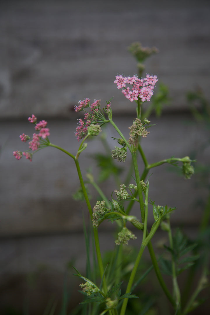 Pimpinella major 'Rosea'