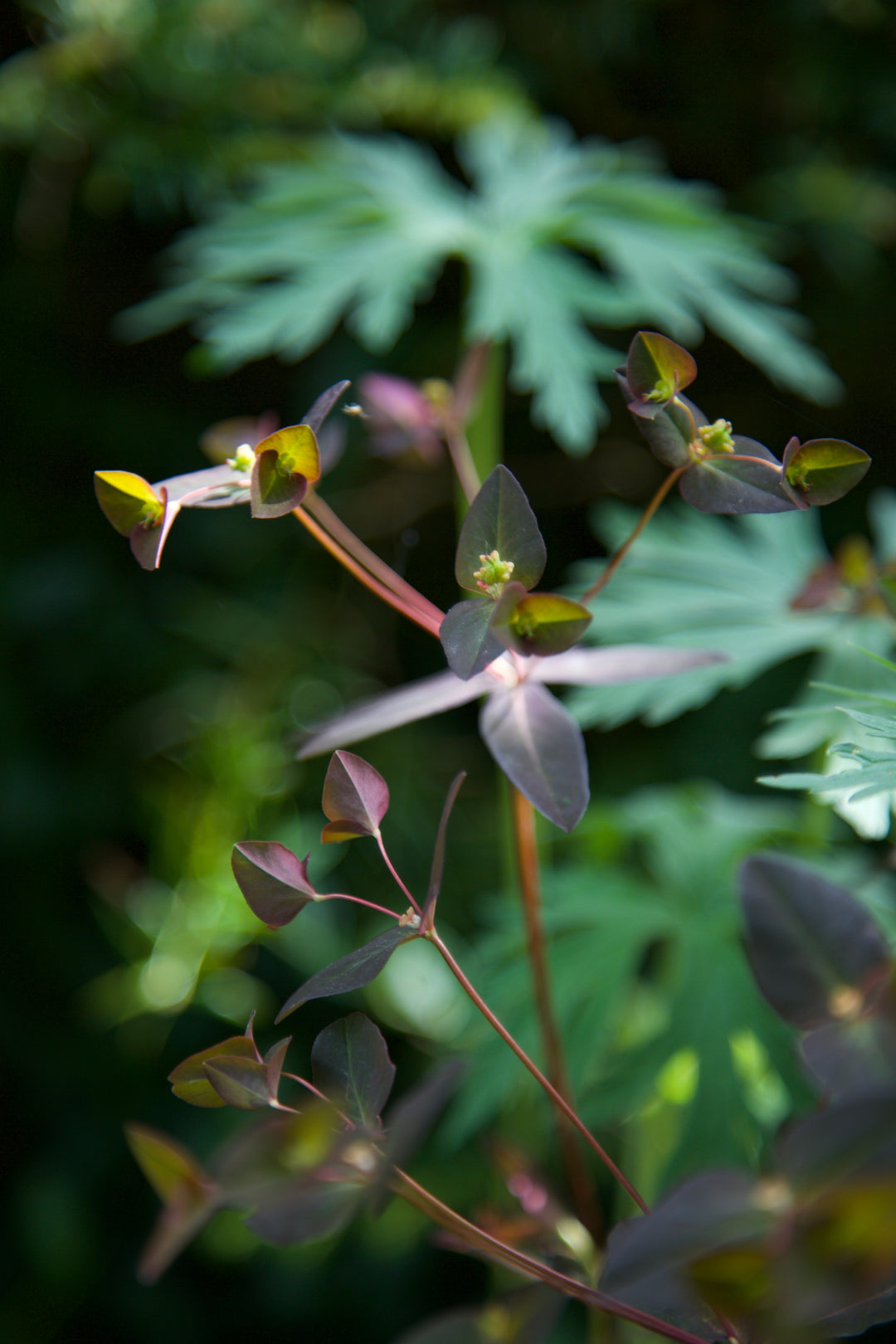 Euphorbia dulcis 'Chameleon'