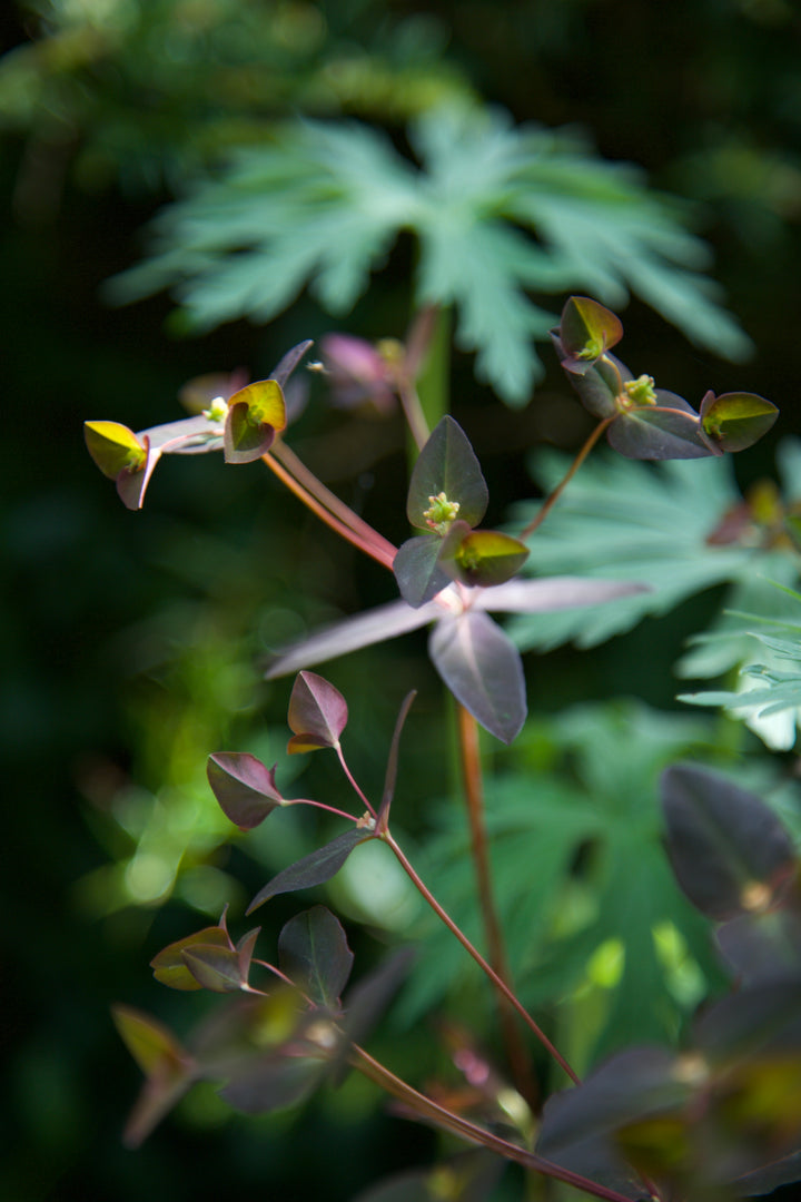 Euphorbia dulcis 'Chameleon'