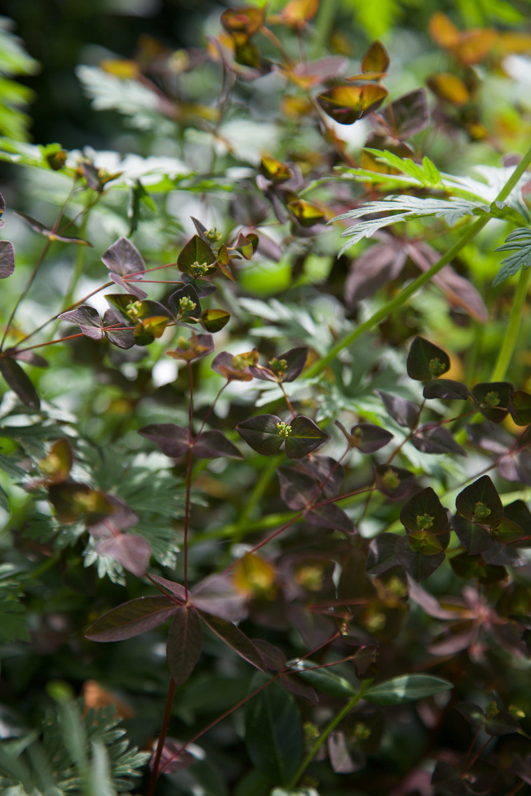 Euphorbia dulcis 'Chameleon'