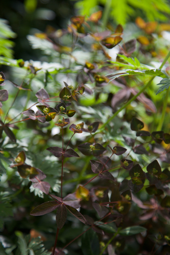Euphorbia dulcis 'Chameleon'