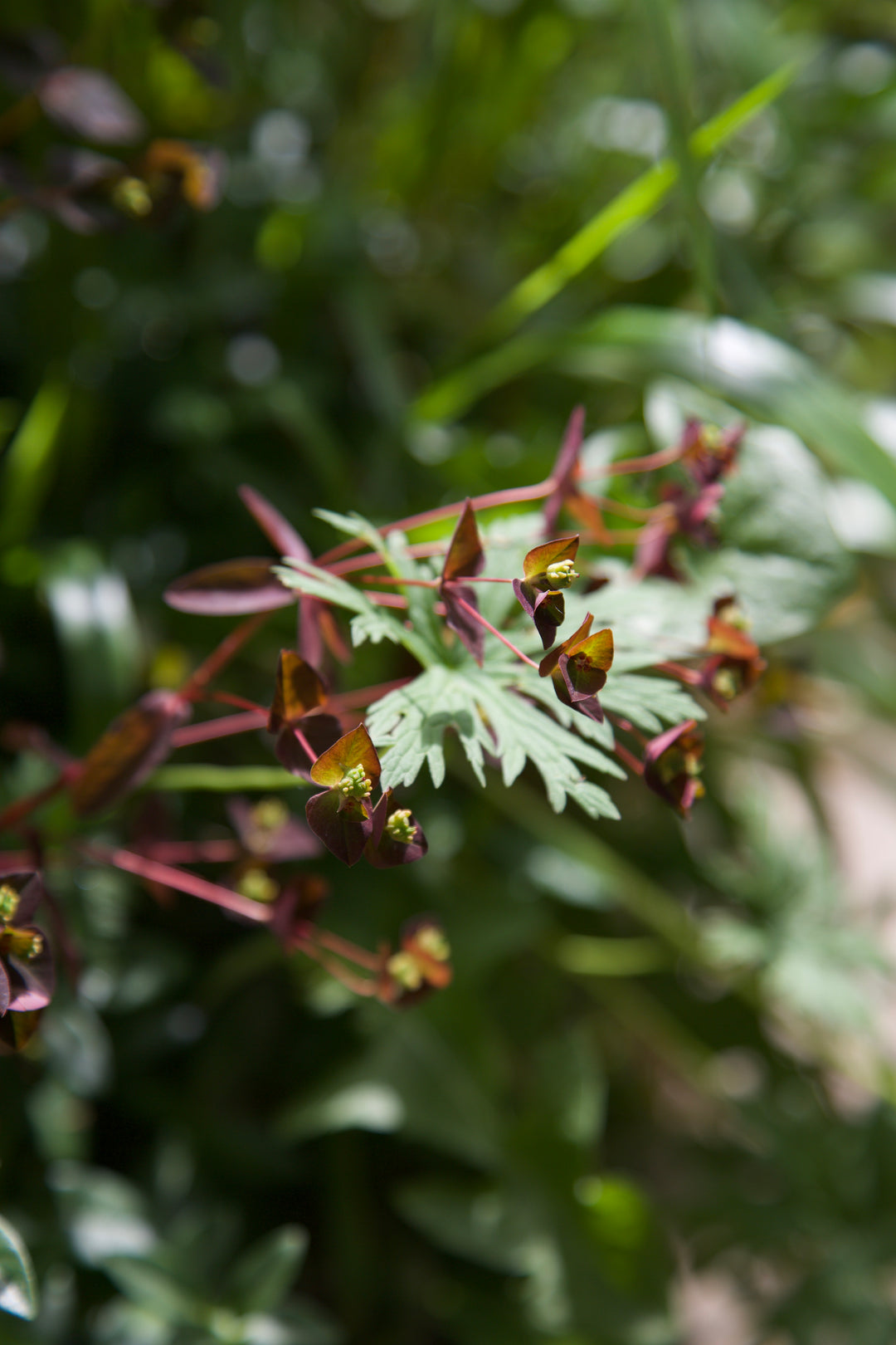 Euphorbia dulcis 'Chameleon'