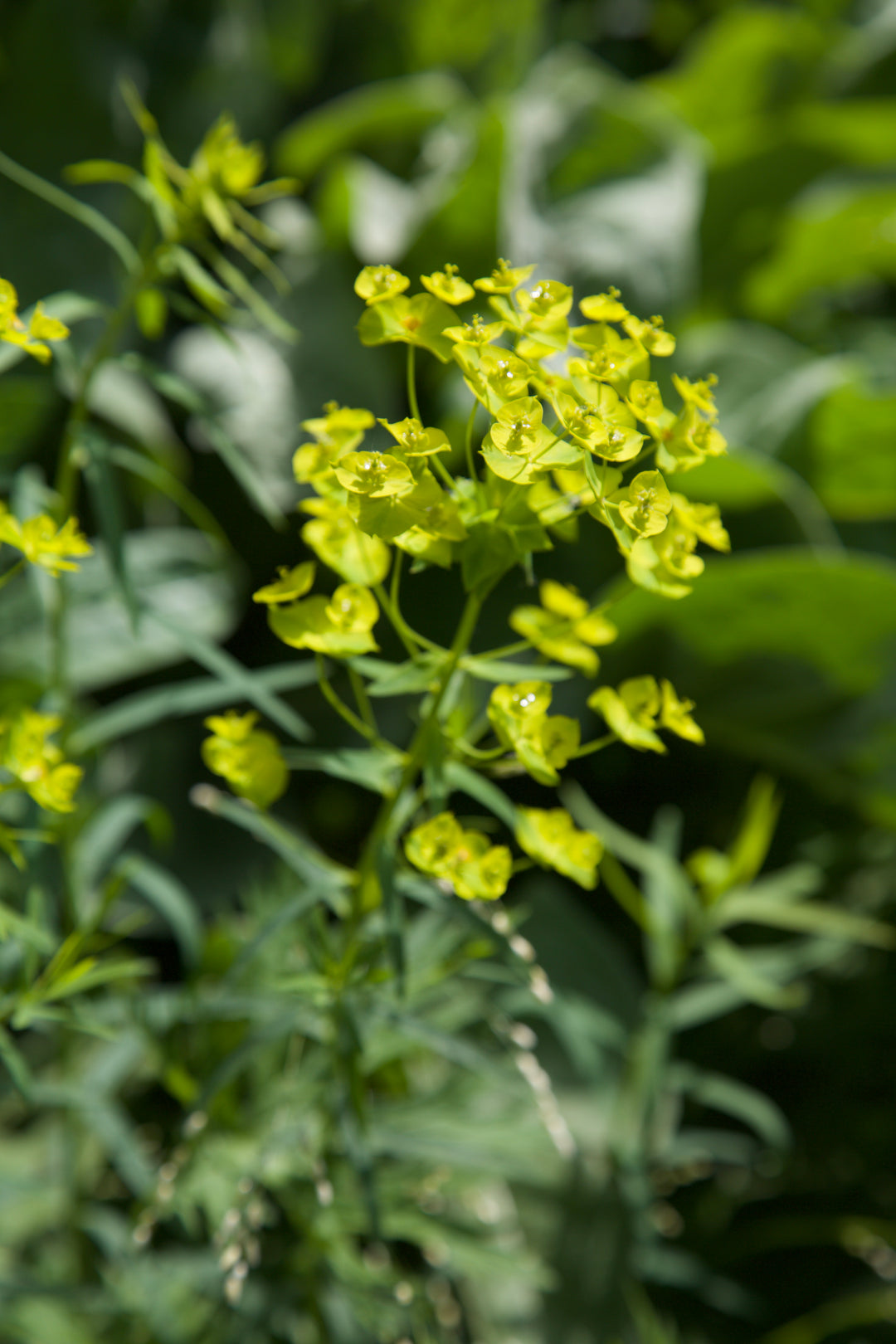Euphorbia x pseudovirgata