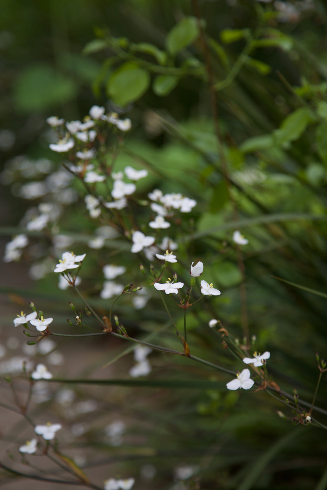 Libertia ixioides 'Helen Dillon Form'