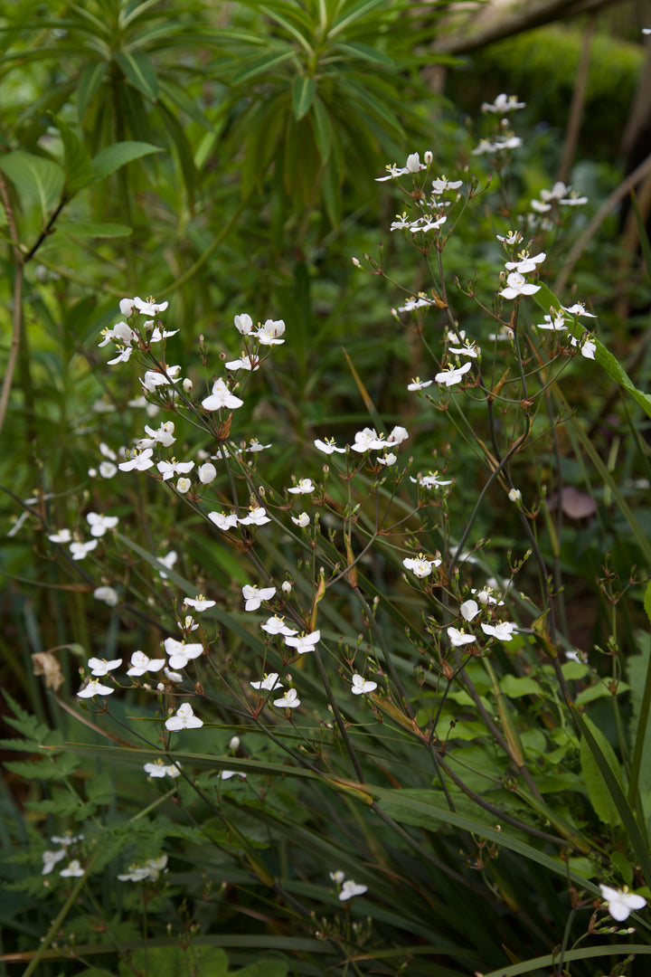 Libertia ixioides 'Helen Dillon Form'
