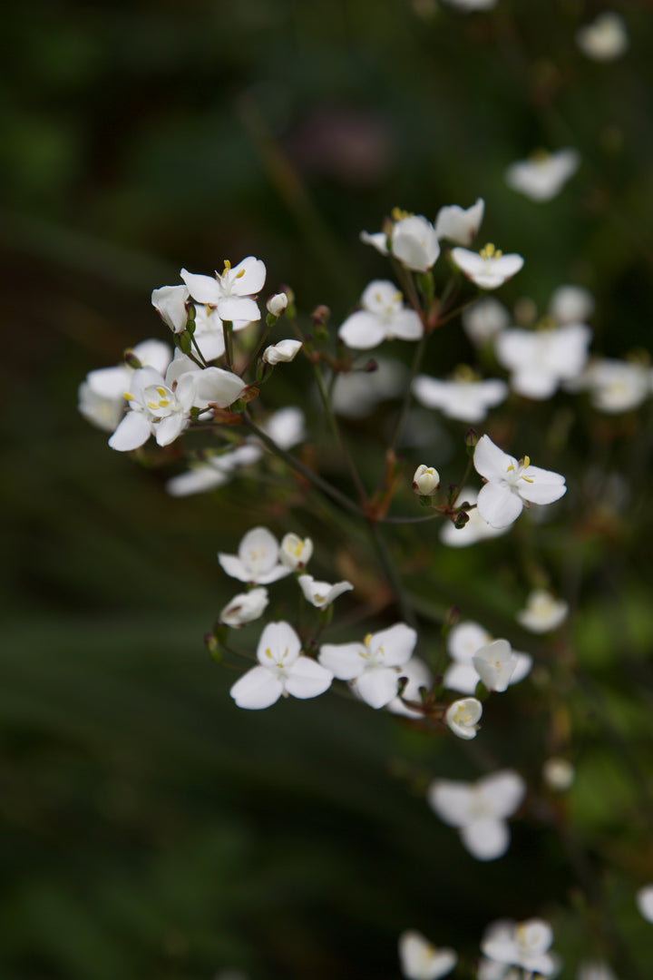 Libertia ixioides 'Helen Dillon Form'