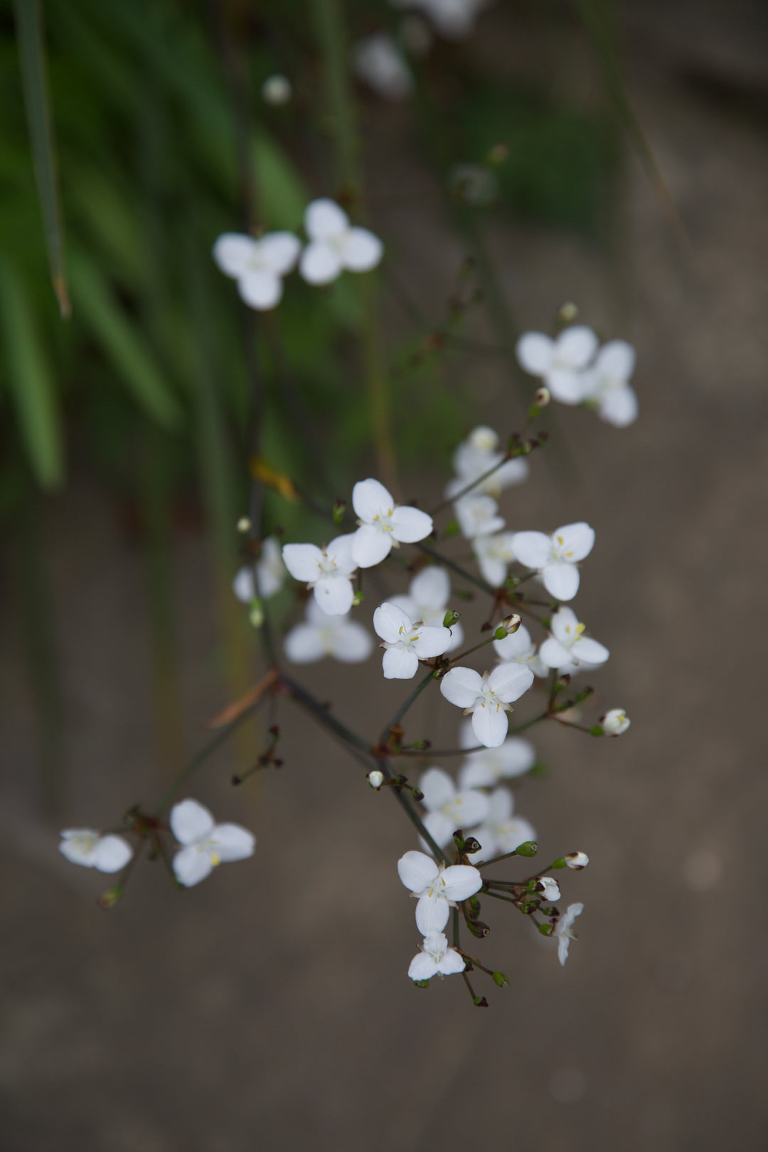 Libertia ixioides 'Helen Dillon Form'
