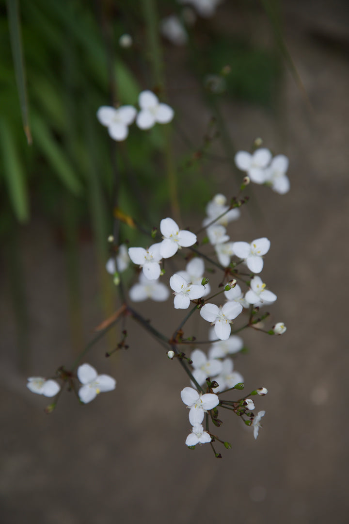 Libertia ixioides 'Helen Dillon Form'