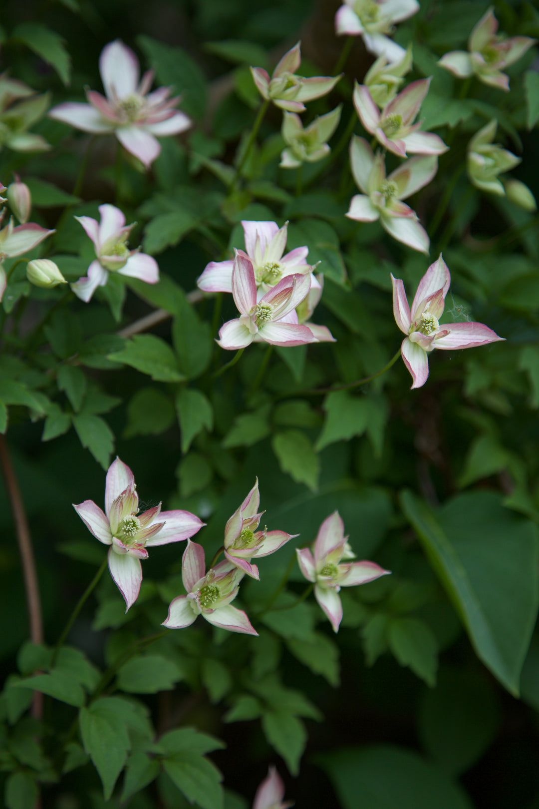Clematis montana 'Marjorie'