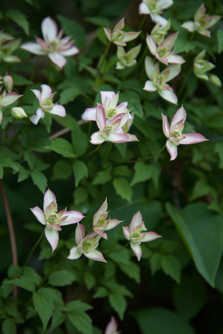 Clematis montana 'Marjorie'