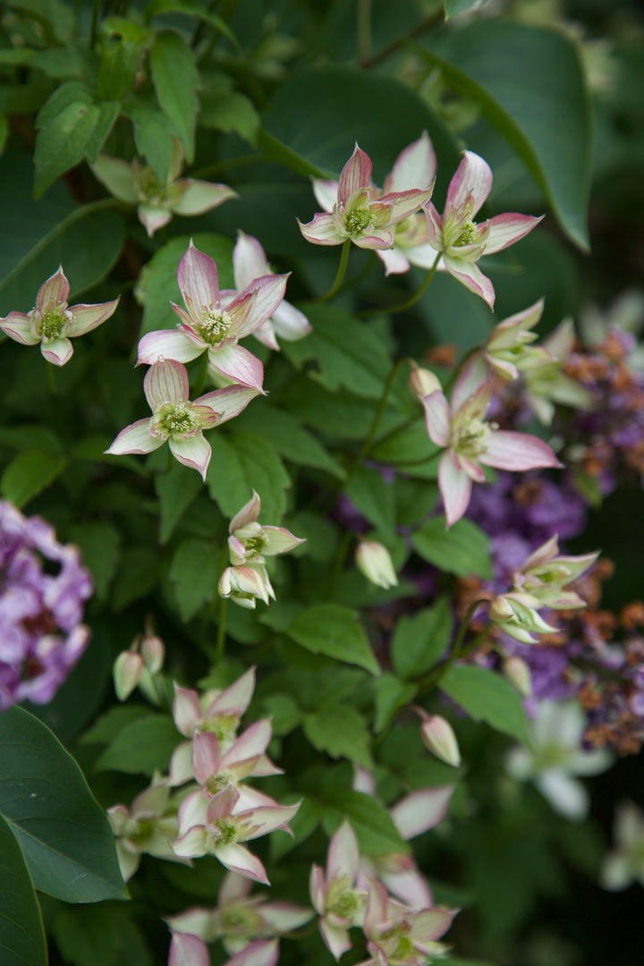 Clematis montana 'Marjorie'