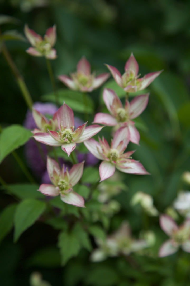 Clematis montana 'Marjorie'