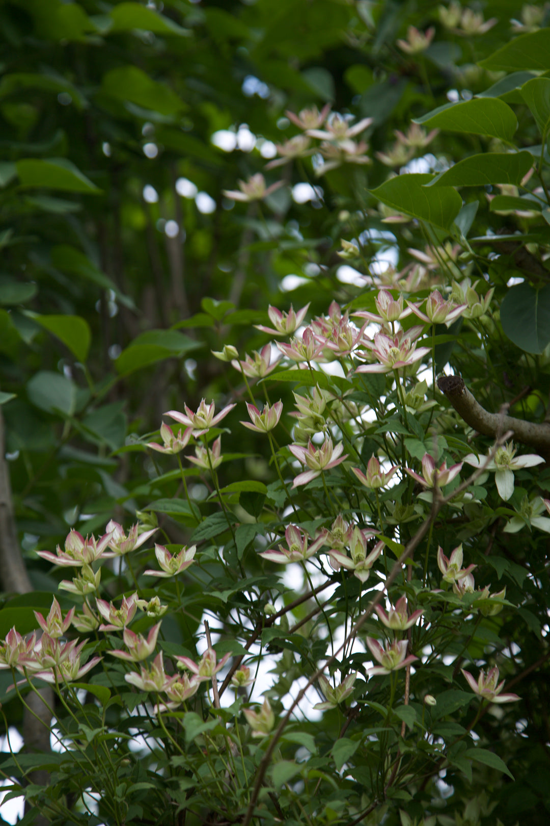 Clematis montana 'Marjorie'