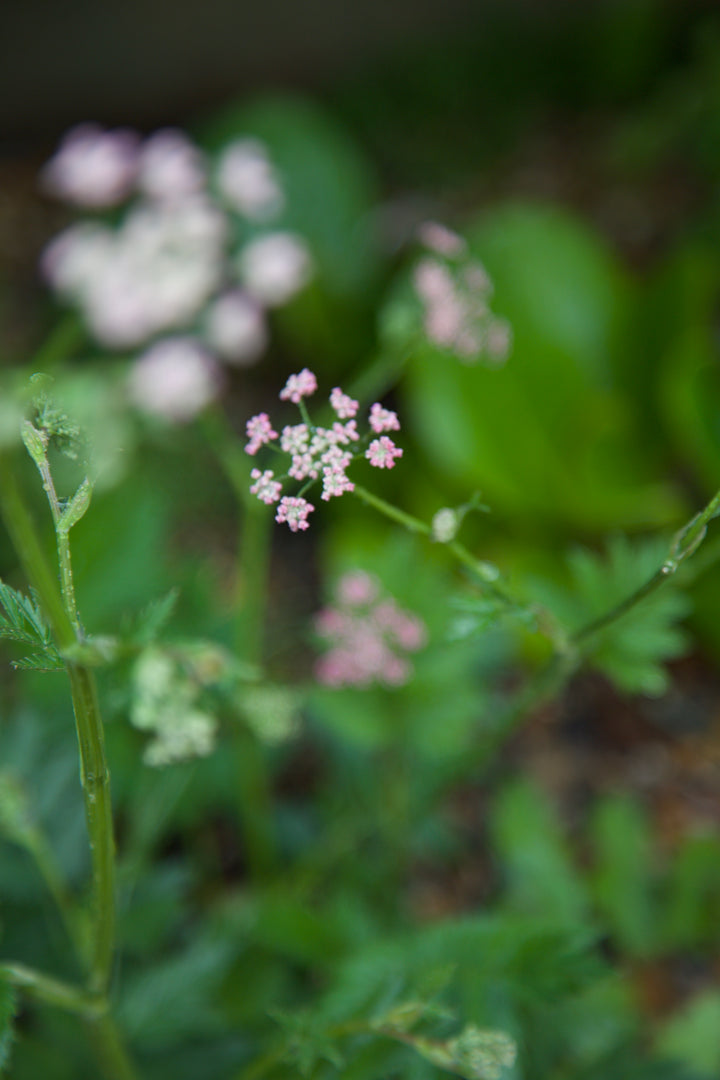 Pimpinella major 'Rosea'