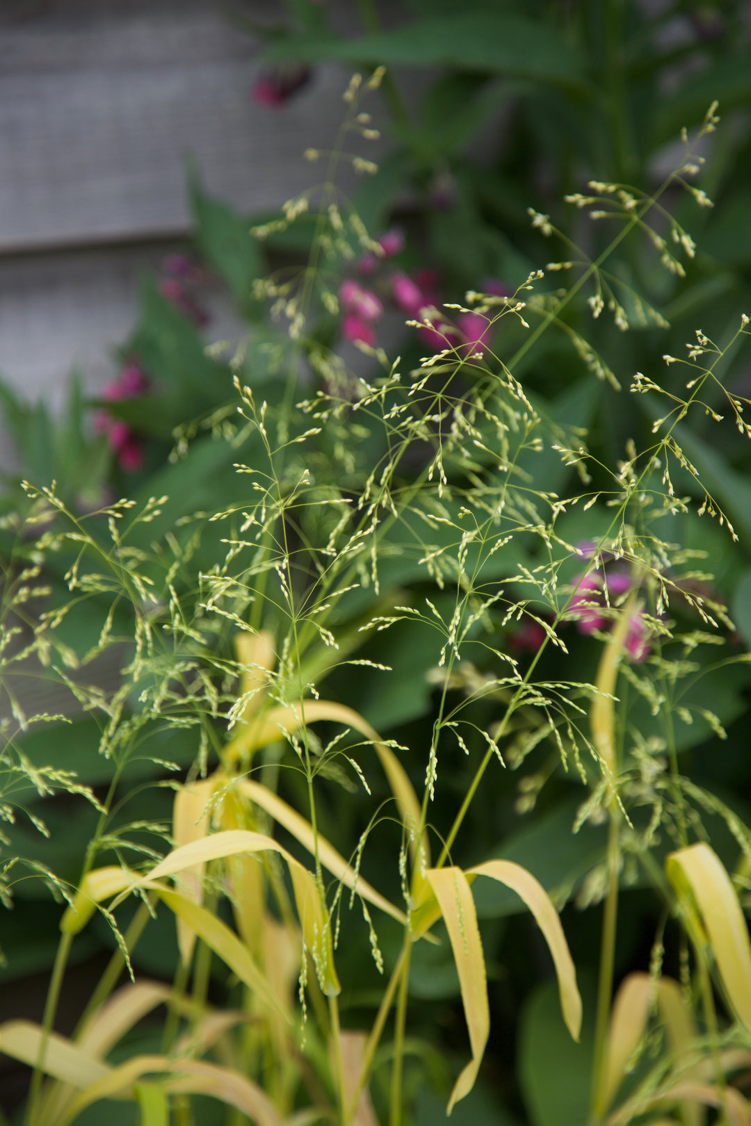 Milium effusum 'Aureum'