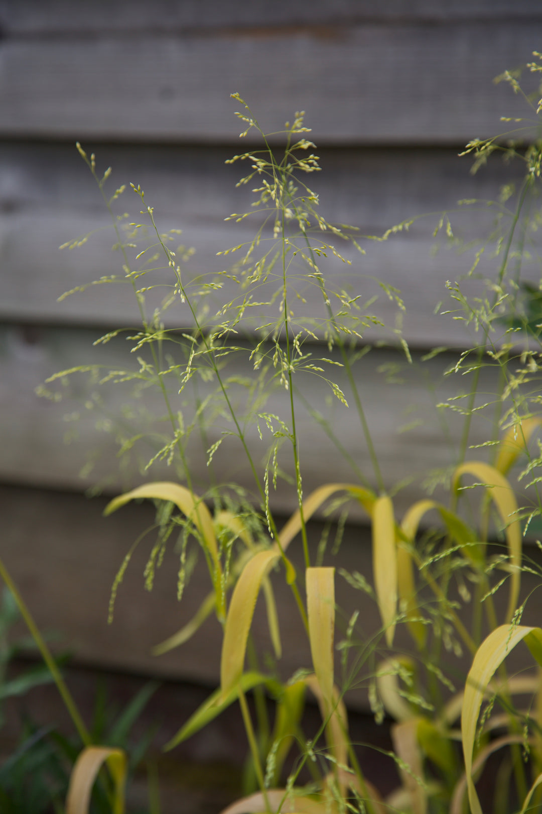 Milium effusum 'Aureum'