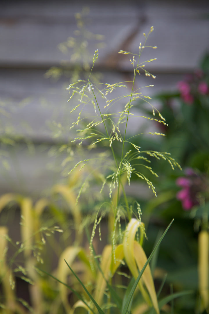 Milium effusum 'Aureum'