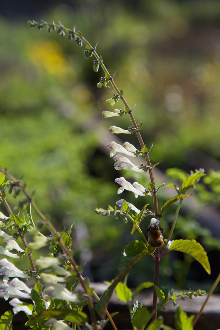 Scutellaria tournefortii