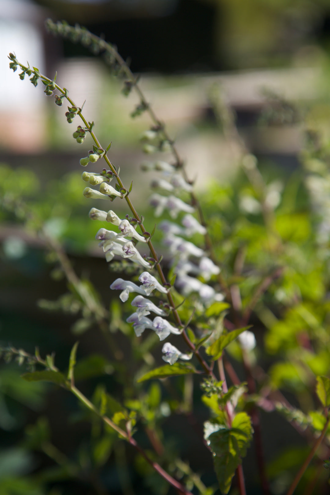 Scutellaria tournefortii